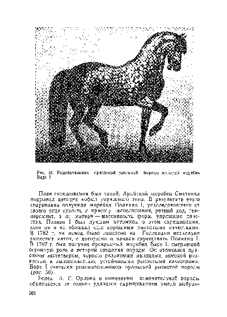 План скрещивания был такой. Арабский жеребец Сметанка покрывал датских кобыл упряжного типа. В результате этого спаривания получили жеребца Полкана I, унаследовавшего от своего отца сухость и красоту телосложения, резвый ход, темперамент, а от матери — массивность форм, упряжные качества. Полкан I был лучшим потомком в этом скрещивании, хотя он и не обладал еще хорошими рысистыми качествами. В 1783 г. на завод было завезено из Голландии несколько рысистых маток, с которыми и начали скрещивать Полкана I. В 1787 г. был получен прекрасный жеребец Барс I, сыгравший огромную роль В истории создания породы. Он отличался красивым экстерьером, хорошо развитыми мышцами, высокой резвостью и выносливостью, устойчивыми рысистыми качествами. Барс I считался родоначальником орловской рысистой породы (рис. 50).