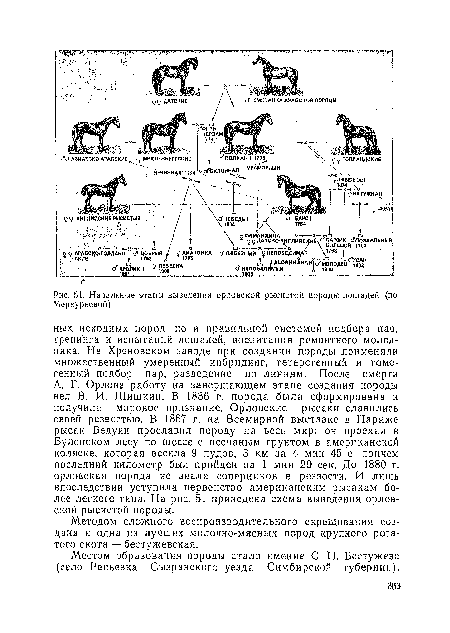 Начальные этапы выведения орловской рысистой породы лошадей (по Меркурьевой)