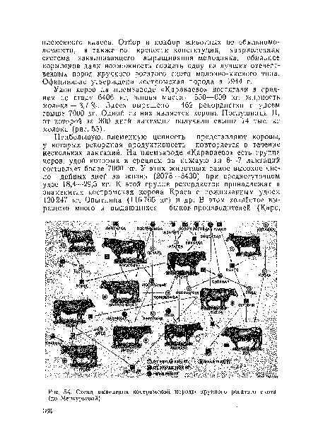 Схема выведения костромской породы крупного рогатого скота (по Меркурьевой)