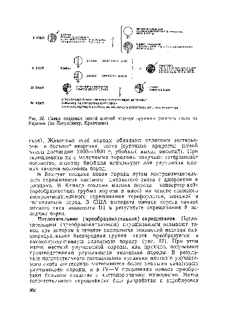 Схема создания новой мясной породы крупного рогатого скота на Украине (по Погребняку, Кравченко)