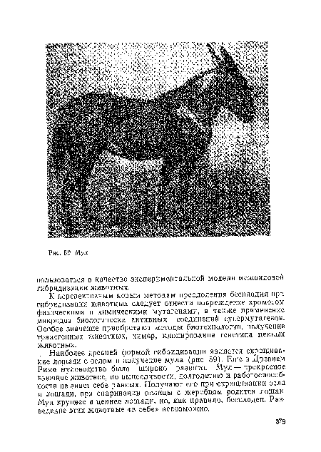 К перспективным новым методам преодоления бесплодия при гибридизации животных следует отнести повреждение хромосом физическими и химическими мутагенами, а также применение микродоз биологически активных соединений супермутагенов. Особое значение приобретают методы биотехнологии, получение трансгенных животных, химер, клонирование генотипа ценных животных.