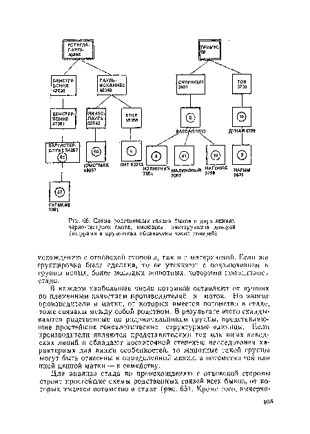 Схема родственных связей быков в двух линиях черно-пестрого скота, имеющих лактирующих дочерей (цифрами в кружочках обозначено число дочерей)