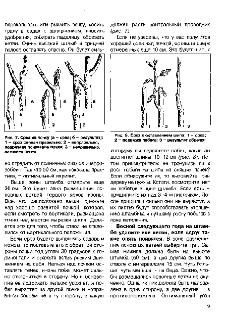 Срез на почку (а - срез; б - результат)