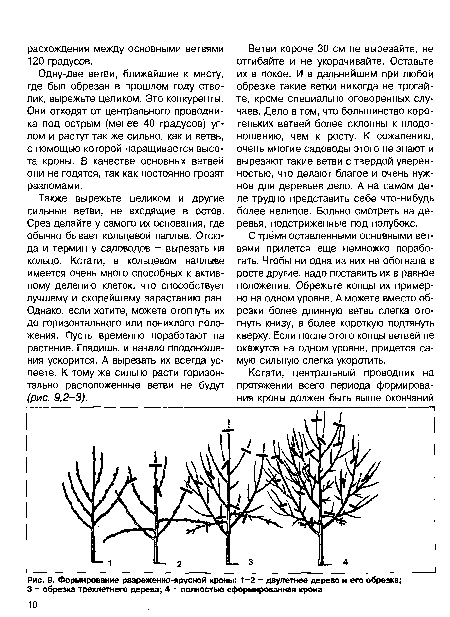 Формирование разреженно-ярусной кроны