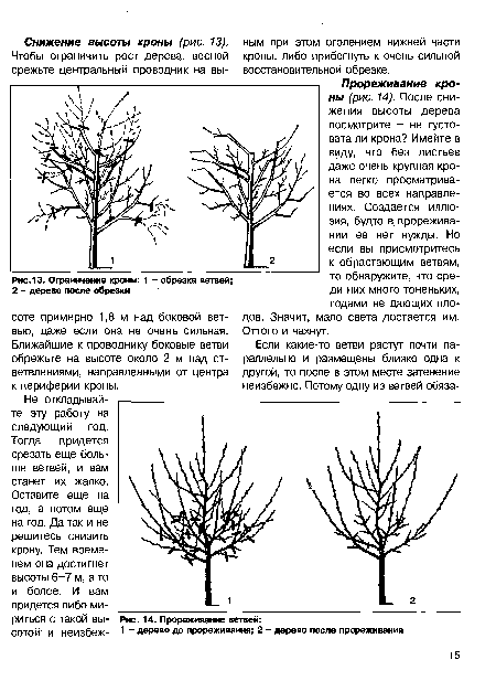 Прореживание ветвей
