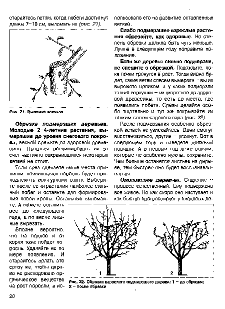Обрезка взрослого подмерзшего дерева