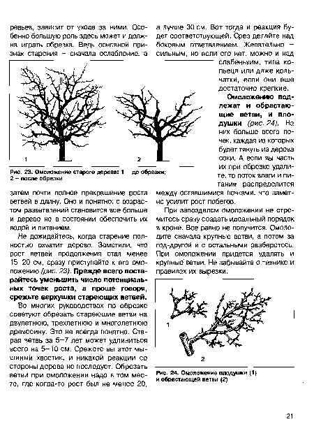 Омоложение плодушки (1) и обрастающей ветви (2)
