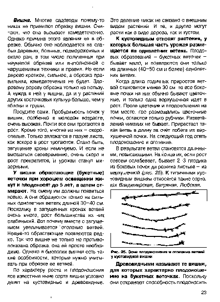 Зона плодоношения и оголение ветвей у кустовидной вишни