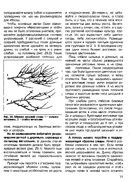 Обрезка молодой сливы