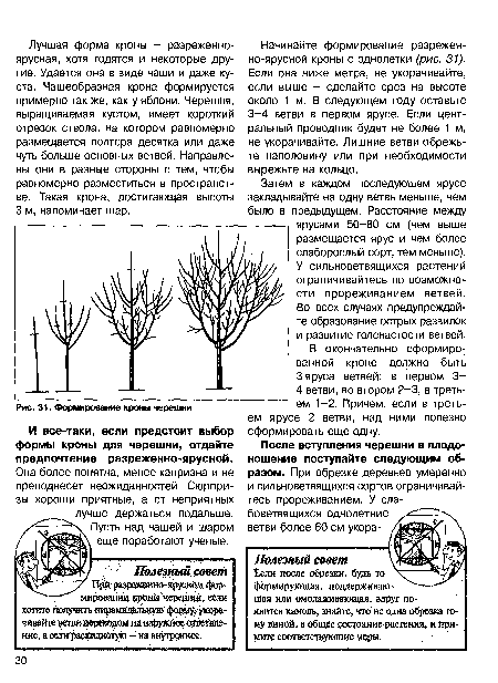 Формирование кроны черешни