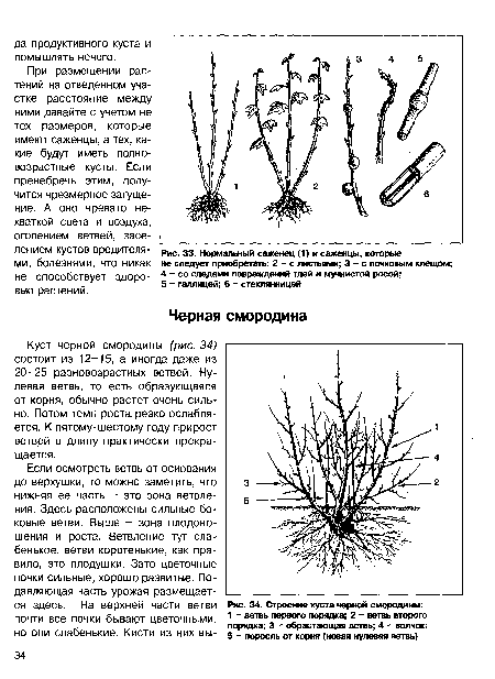 Нормальный саженец (1) и саженцы, которые не следует приобретать