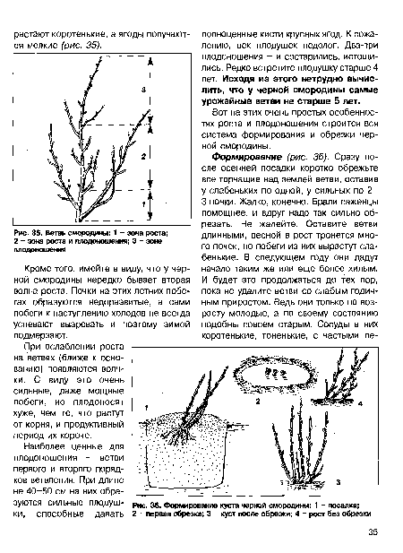 Ветвь смородины
