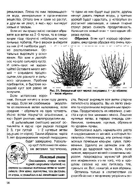 Запущенный куст черной смородины