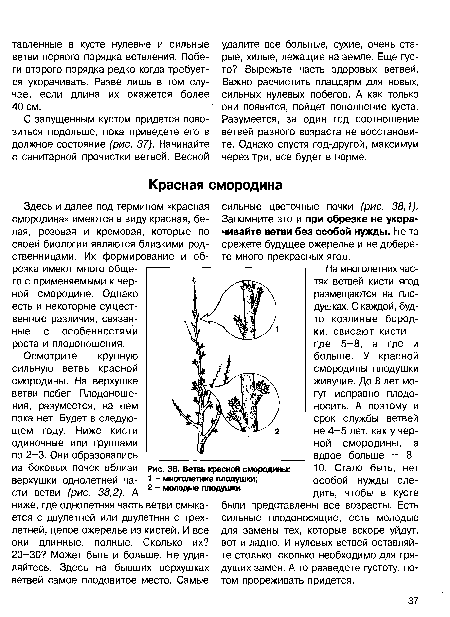 Ветвь красной смородины