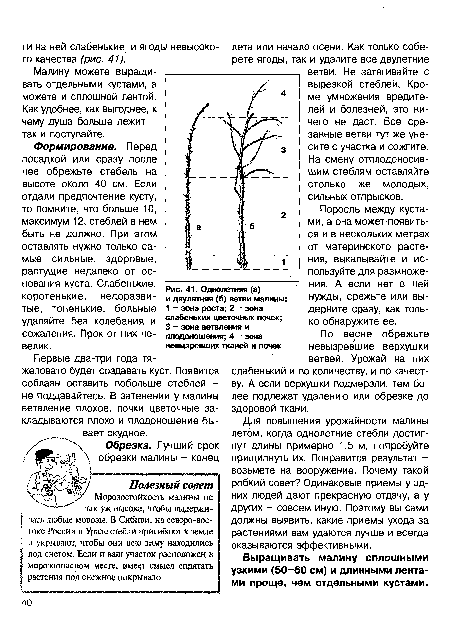 Однолетняя (а) и двулетняя (6) ветви малины