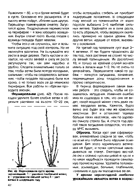 Формирование куста аронии черноплодной