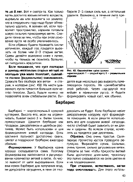 Омоложение куста аронии черноплодной