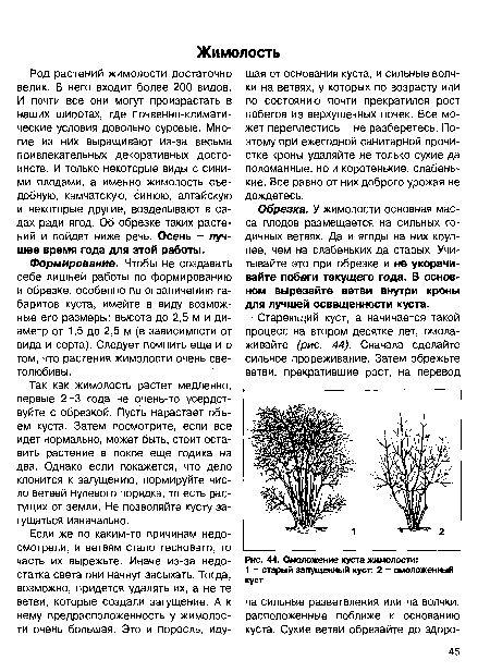 Омоложение куста жимолости