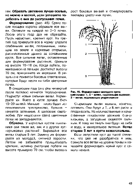 Формирование молодого куста шиповника