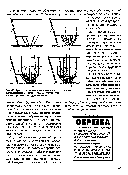 Куст красной смородины на шпалере