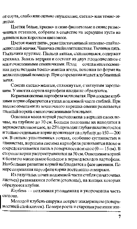 Из пазушных почек подземной части стебля (зачаточных листьев) развиваются побеги (столоны), на концах которых образуются клубни.