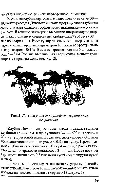 Рассада раннего картофеля, выращенная в горшочках.