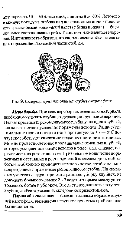 Склероции ризоктонии на клубнях картофеля.