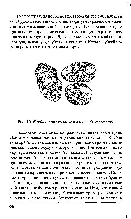 Клубни, пораженные паршой обыкновенной.