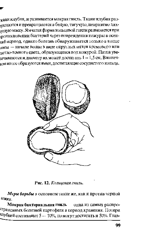 Кольцевая гниль.