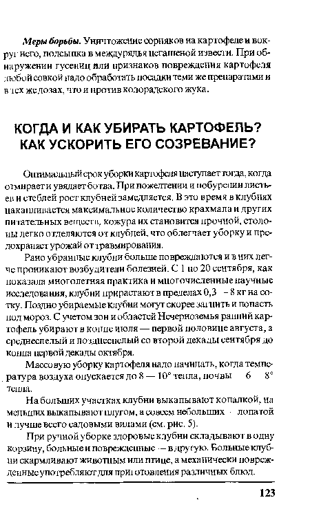 Рано убранные клубни больше повреждаются и в них легче проникают возбудители болезней. С 1 по 20 сентября, как показала многолетняя практика и многочисленные научные исследования, клубни прирастают в пределах 0,3 — 8 кг на сотку. Поздно убираемые клубни могут скорее загнить и попасть под мороз. С учетом зон и областей Нечерноземья ранний картофель убирают в конце июля — первой половине августа, а среднеспелый и позднеспелый со второй декады сентября до конца первой декады октября.