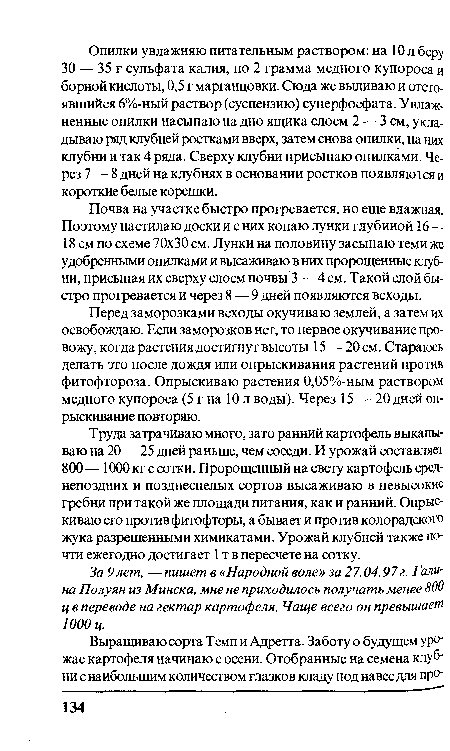 Почва на участке быстро прогревается, но еще влажная. Поэтому настилаю доски и с них копаю лунки глубиной 16 — 18 см по схеме 70x30 см. Лунки на половину засыпаю теми же удобренными опилками и высаживаю в них пророщенные клубни, присыпая их сверху слоем почвы 3 — 4 см. Такой слой быстро прогревается и через 8 — 9 дней появляются всходы.