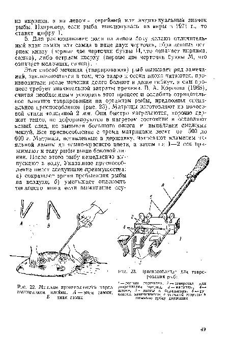 Мечение производителей карпа выжиганием клейма. А — знак самки; Б — знак самца