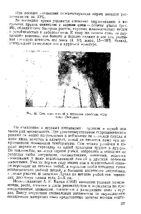 Сом, выращенный в прудозом хозяйстве «Сар-ваш» (Венгрия)