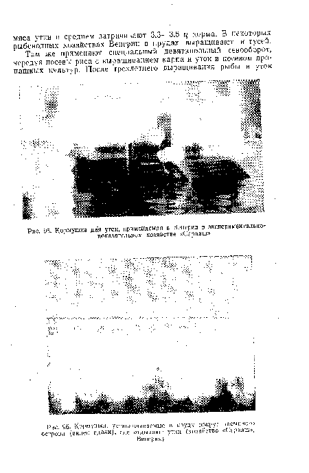 Кормушки, устанавливаемые в пруду вокруг насыпного острова (виден вдали), Гдс отдыхают утки (хозяйство «Сарваш»,