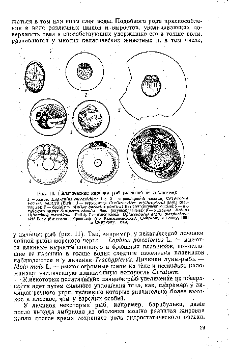 Пелагические икринки рыб (масштаб не соблюден)