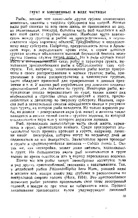 Рыб, проводящих значительную часть своей жизни, зарывшись в грунт, сравнительно немного. Среди круглоротых значительную часть времени проводят в.грунте, например, личинки миног — пескоройки, которые могут по нескольку дней не подниматься на его поверхность. Значительное время проводит в грунте и среднеевропейская шиповка — Cobitis taenia L. Она так же, как пескоройка, может даже питаться, закопавшись в грунт. Но большинство видов рыб закапывается в грунт только во время опасности или в период пересыхания водоема.