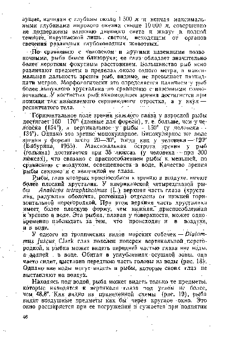 Горизонтальное поле зрения каждого глаза у взрослой рыбы достигает 160—170° (данные для форели), т. е. больше, чем у человека (154°), а вертикальное у рыбы—150° (у человека — 134°). Однако это зрение монокулярное. Бинокулярное же поле зрения у форели всего 20—30°, тогда как у человека—120° (Бабурина, 1955). Максимальная острота зрения у рыб (гольяна) достигается при 35 люксах (у человека — при 300 люксах), что связано с приспособлением рыбы к меньшей, по сравнению с- воздухом, освещенности в воде. Качество зрения рыбы связано й с величиной ее глаза.