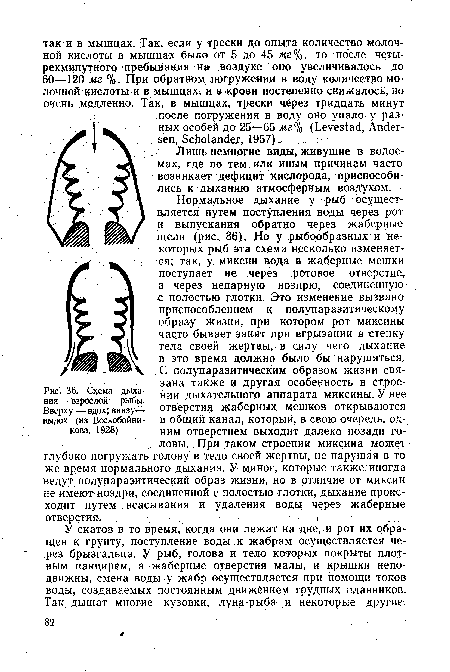 У скатов в то время, когда они лежат на дне, и рот их обращен к грунту, поступление воды к жабрам осуществляется через брызгальца. У рыб, голова и тело которых покрыты плотным панцирем, а жаберные отверстия малы, и крышки неподвижны, смена воды у жабр осуществляется при помощи токов воды, создаваемых постоянным движёнием грудных плавников. Так. дышат многие кузовки, луна-рыба и некоторые другие.