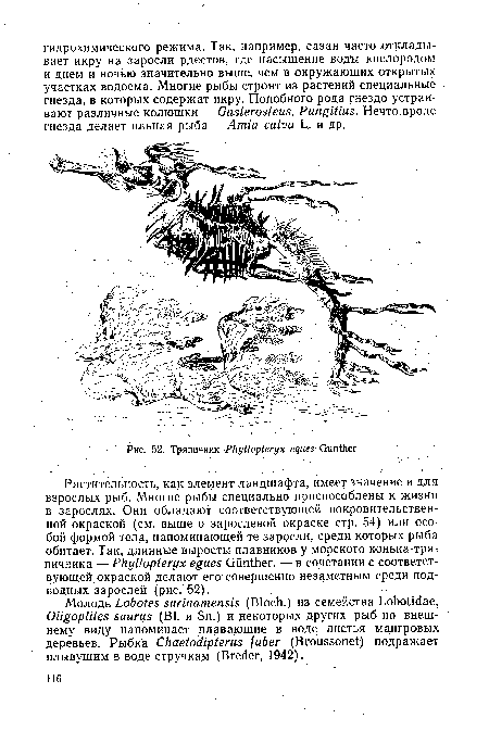 Растительность, как элемент ландшафта, имеет значение и для взрослых рыб. Многие рыбы специально приспособлены к жизни в зарослях. Они обладают соответствующей покровительственной окраской (см. выше о зарослевой окраске стр. 54) или особой формой тела, напоминающей тс зардели, среди которых рыба обитает. Так, длинные выросты плавников у морского конька-тря-пичника — Phyliopteryx egues Günther, — в сочетании с соответствующей окраской делают его совершенно незаметным среди подводных зарослей (рис. 52).