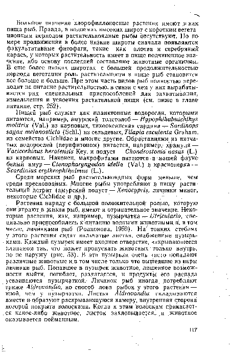 Растения наряду с большой положительной ролью, которую они играют в жизни рыб, имеют и отрицательное значение. Некоторые растения, как, например, пузырчатка — Utricularia, специально приспособились к питанию водными животными и, в том числе, личинками рыб (Родионова, 1959). На’ тонких стеблях у этого растения сидят вильчатые листья, снабженные пузырьками. Каждый пузырек имеет входное отверстие, закрывающееся клапаном так, что может пропускать животных только внутрь, но не наружу (рис. 53). В эти пузырьки очень часто попадают различные животные и в том числе только что вышедшие из икры личинки рыб. Попавшее в пузырек животное, лишенное возможности выйти, погибает, разлагается, и продукты его распада усваиваются пузырчаткой. Личинок рыб иногда потребляют т акже Aldrovandia, но способ лова рыбок у этого растения — иной, чем у пузырчатки. Листья Aldrovandia складываются вместе и образуют раскрывающуюся камеру, внутренняя сторона которой покрыта волосками. Когда к этим волоскам прикасается какое-либо животное, листок захлопывается, и животное оказывается пойманным.