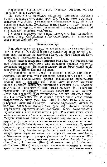 Как объекты питания рыб кишечнополостные не имеют большого значения. Они встречаются в пище ряда тропических морских рыб, например, из семейства Leiognathidae (Tham Ah Kow, 1950), но в небольшом количестве.