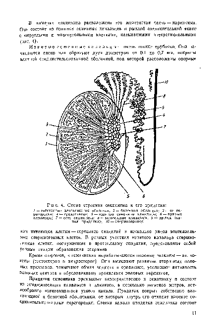 Схема строения семенника и его придатка