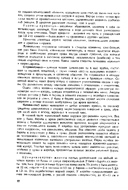 Головка придатка — массивное образование, включает в себя се-мявыносящие канальцы. Тело придатка в виде длинного тяжа расположено вдоль края семенника. Хвост придатка — конечная его часть с расширенным (до 1,5 мм) каналом — более развит по сравнению с другими частями.