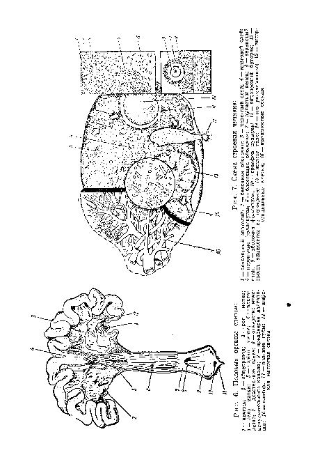 Половые органы свиньи