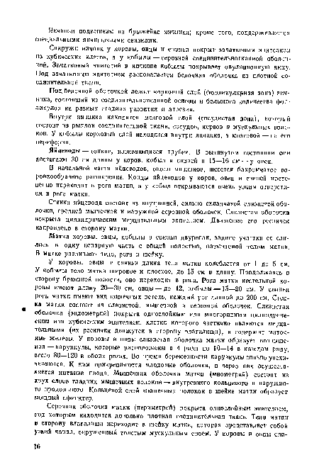 В начальной части яйцеводов, около яичников, имеется бахромчатое воронкообразное расширение. Концы яйцеводов у коров, овец и свиней постепенно переходят в рога матки, а у кобыл открываются очень узким отверстием в рога матки.