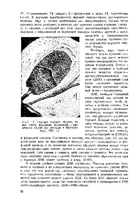 Наоборот, ядро сперммя обладает весьма прочным строением, так как легко выносит процесс замораживания без видимых повреждений. Вместе с тем оно содержит и наиболее важные вещества спермия — дезоксирибонуклеиновую кислоту (ДНК) и связанный с ней белок щелочного характера. Они вместе составляют сложный белок — нуклепротеид.