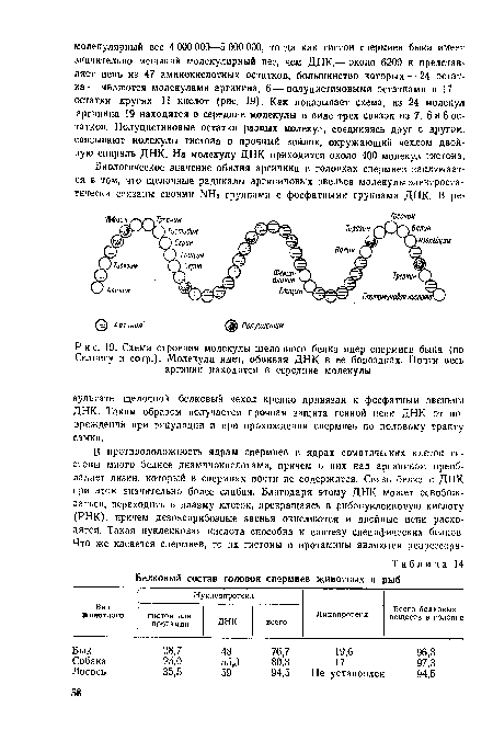 Схема строения молекулы щелочного белка ядер спермиев быка (по Селннгу и сотр.). Молекула идет, обвивая ДНК в ее бороздках. Почти весь аргинин находится в середине молекулы