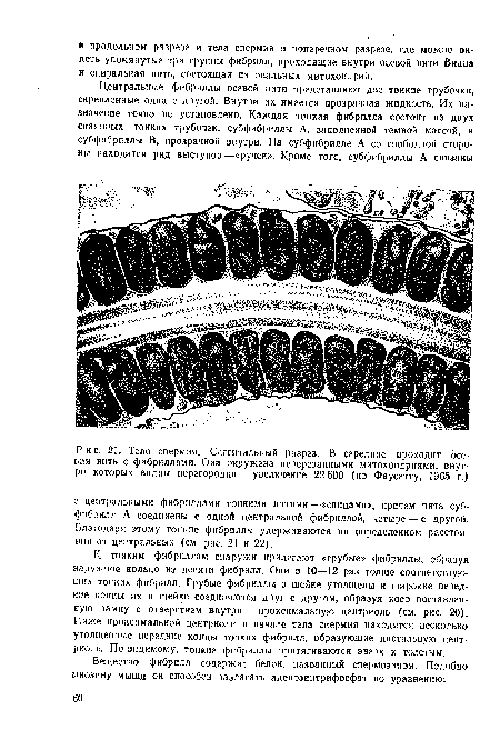 Тело спермин. Саггитальный разрез. В середине проходит осевая нить с фибриллами. Она окружена перерезанными митохондриями, внутри которых видны перегородки — увеличение 22 600 (по Фаусетту, 1965 г.)