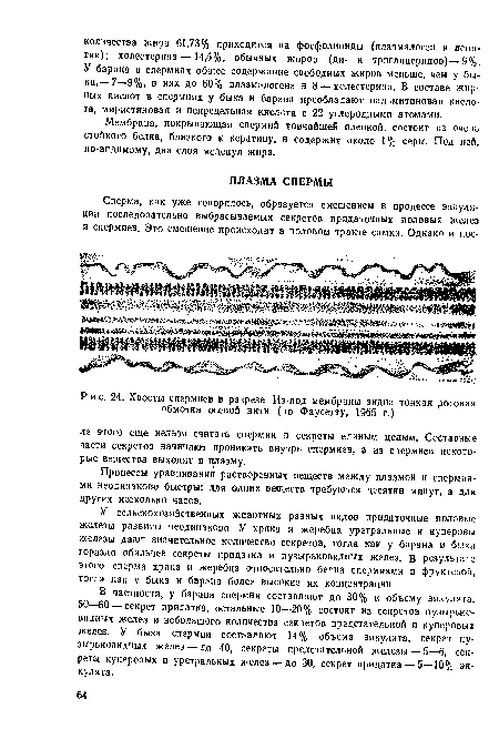 Хвосты спермнев в разрезе. Из-под мембраны видна тонкая роговая обмотка осевой нити (по Фаусетту, 1965 г.)