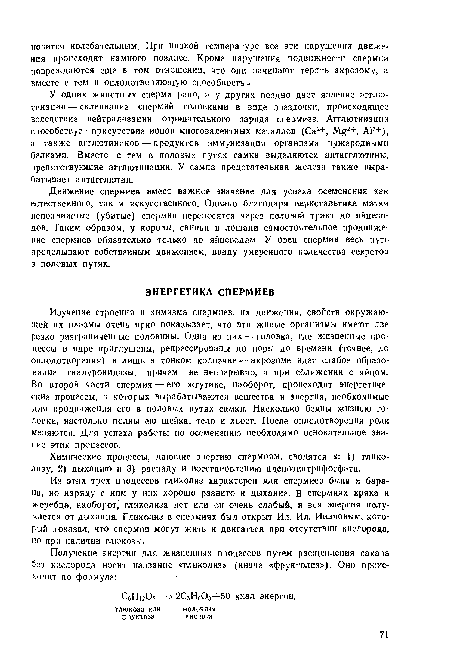 Из этих трех процессов гликолиз характерен для спермиев быка и барана, но наряду с ним у иих хорошо развито и дыхание. В спермиях хряка и жеребца, наоборот, гликолиза нет или он очень слабый, и вся энергия получается от дыхания. Гликолиз в спермиях был открыт Ил. Ил. Ивановым, который доказал, что спермии могут жить и двигаться при отсутствии кислорода, но при наличии глюкозы.